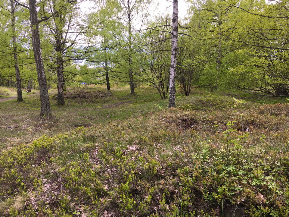 Gravfält nedanför kvarnkullen. Foto:Monica Johnson