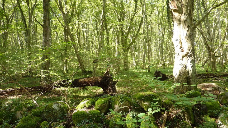 Stiby backe. Avenbokskog. 