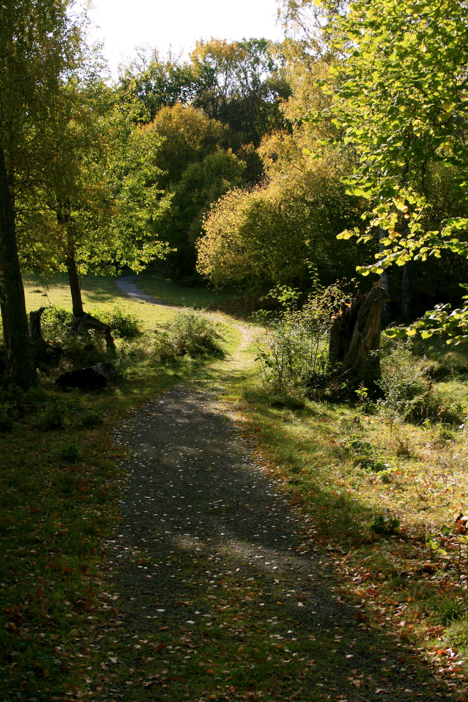 En något kuperad grusad stig går genom en lövskog.