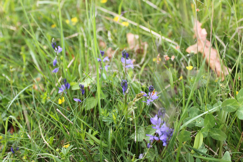 Närbild på lila blommor bland frodigt sommargräs. 
