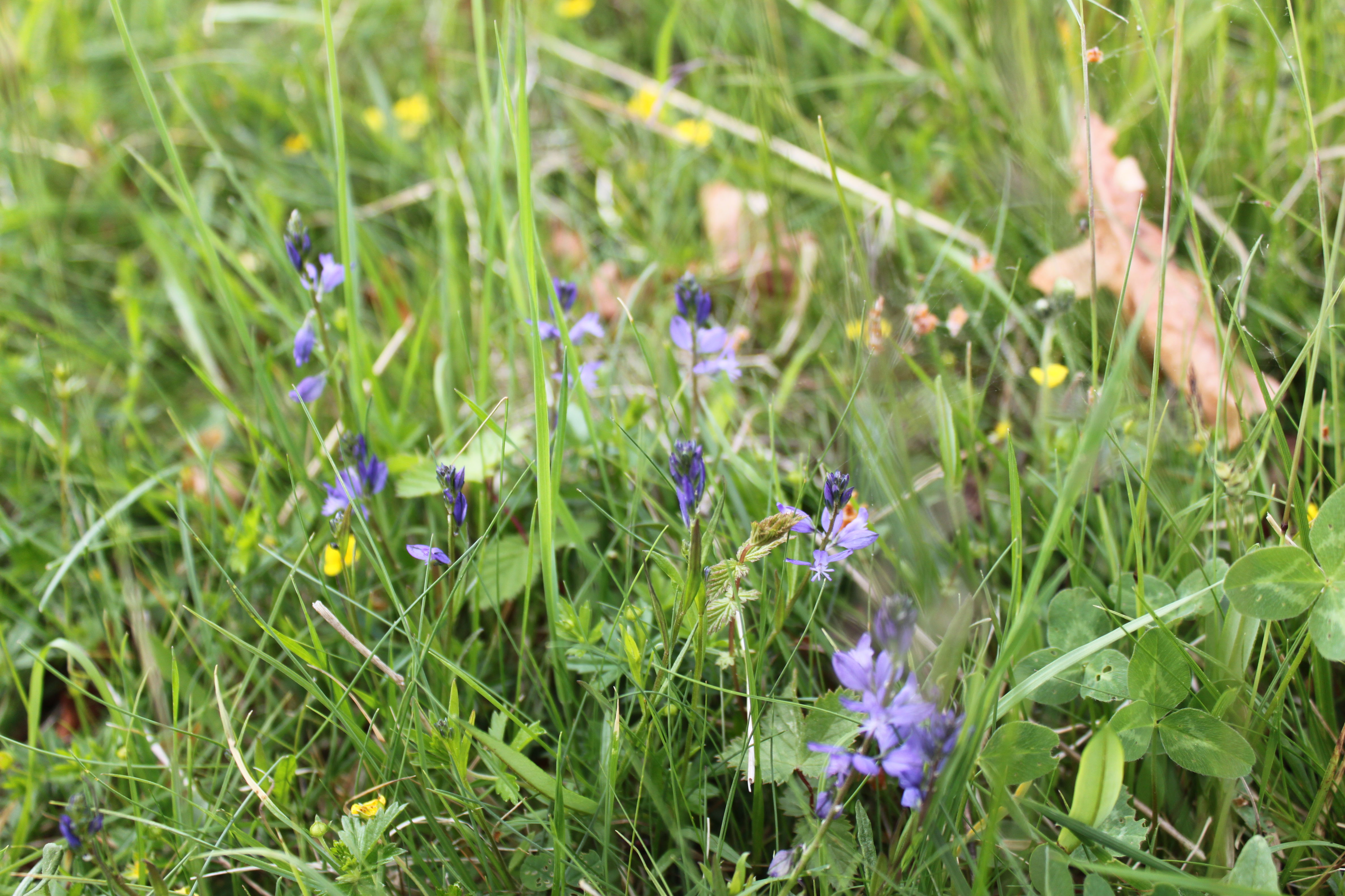Närbild på lila blommor bland frodigt sommargräs. 
