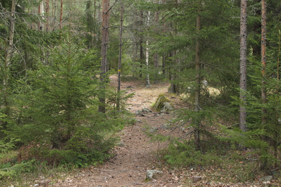 Bred, något stenig stig genom tät skog. Det finns stigmarkering målad på en trädstam.