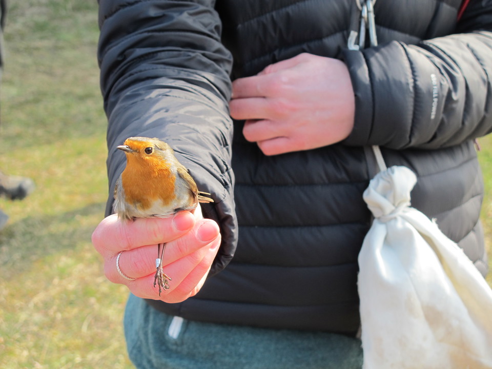 Ringmärkt rödhake vid Landsorts fågelstation. 