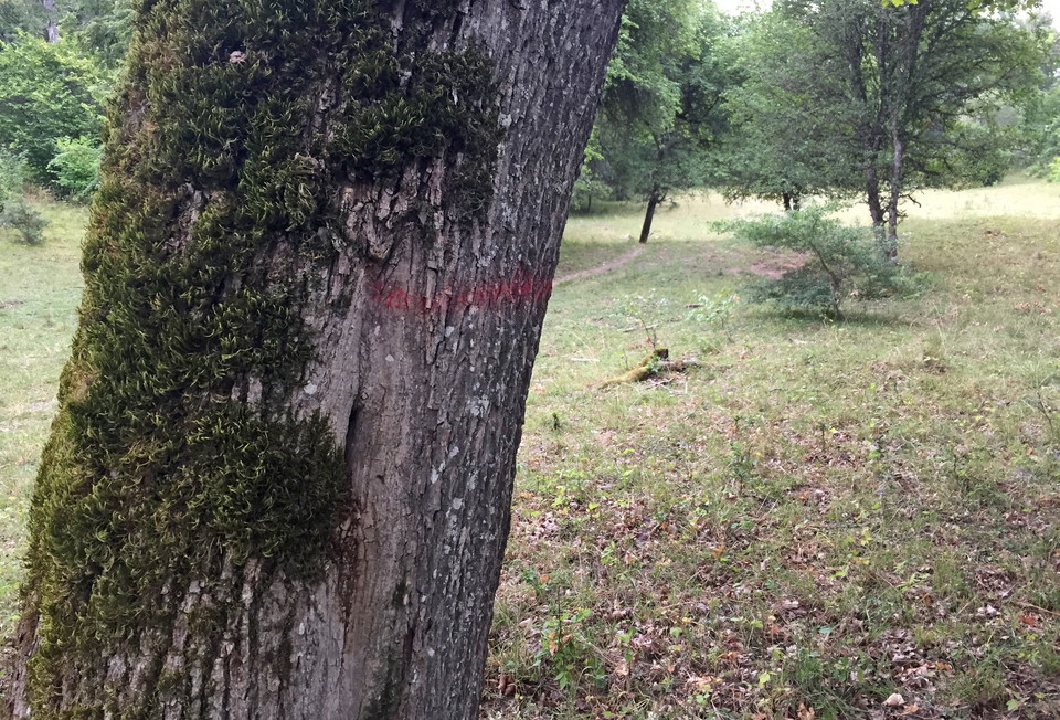 Träd med ledmarkering i lövängslandskap.