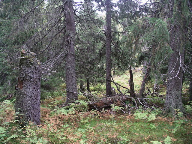 Ritjelsberget