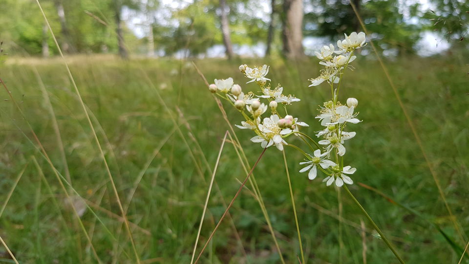 Brudbröd. Foto Lidingö stad