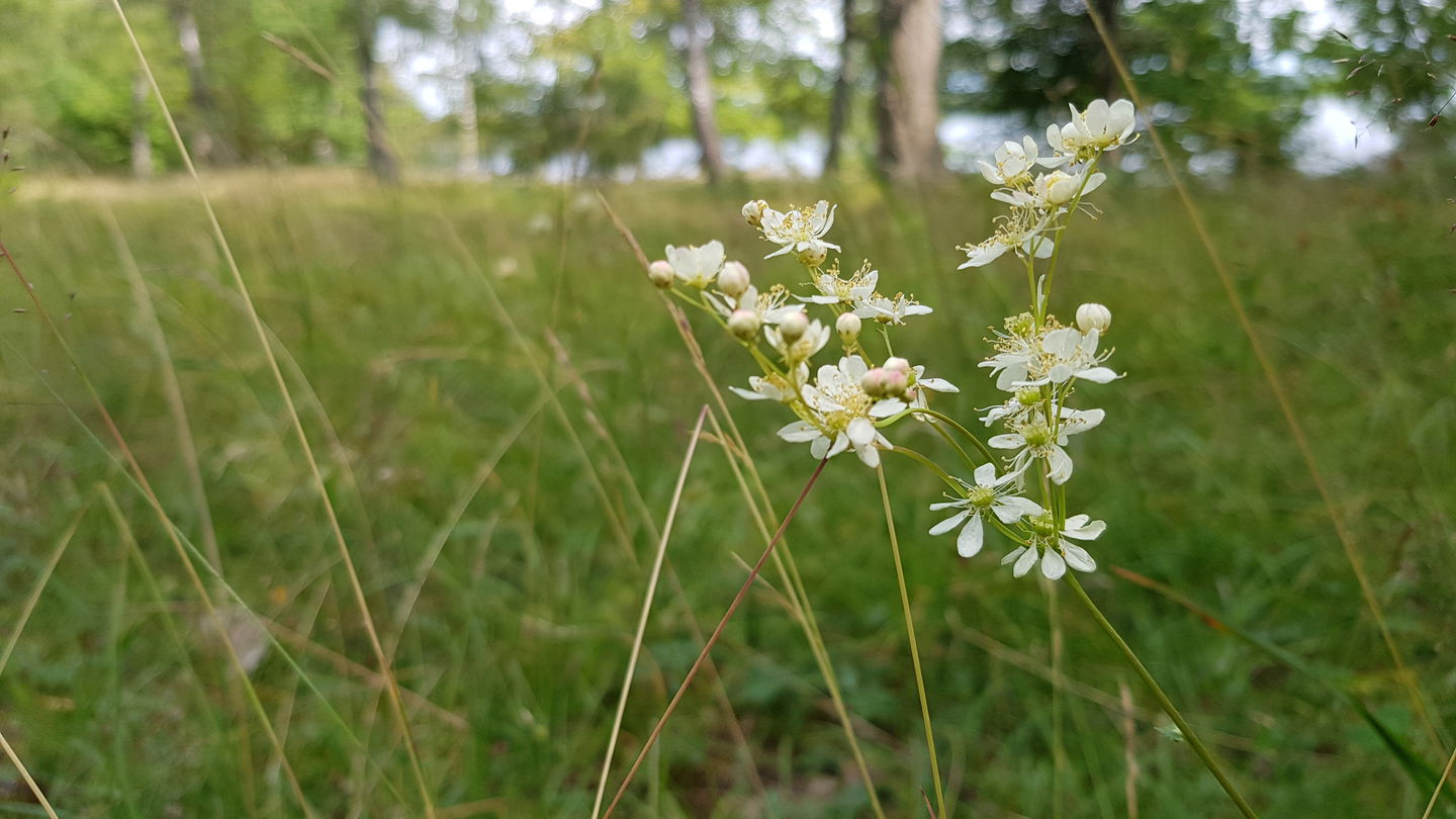 Brudbröd. Foto Lidingö stad