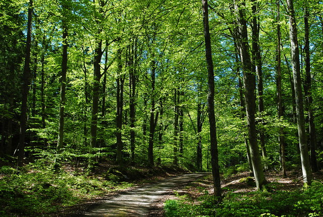 Saxenhov - Ljungskile, Kuststigen, etapp 4
