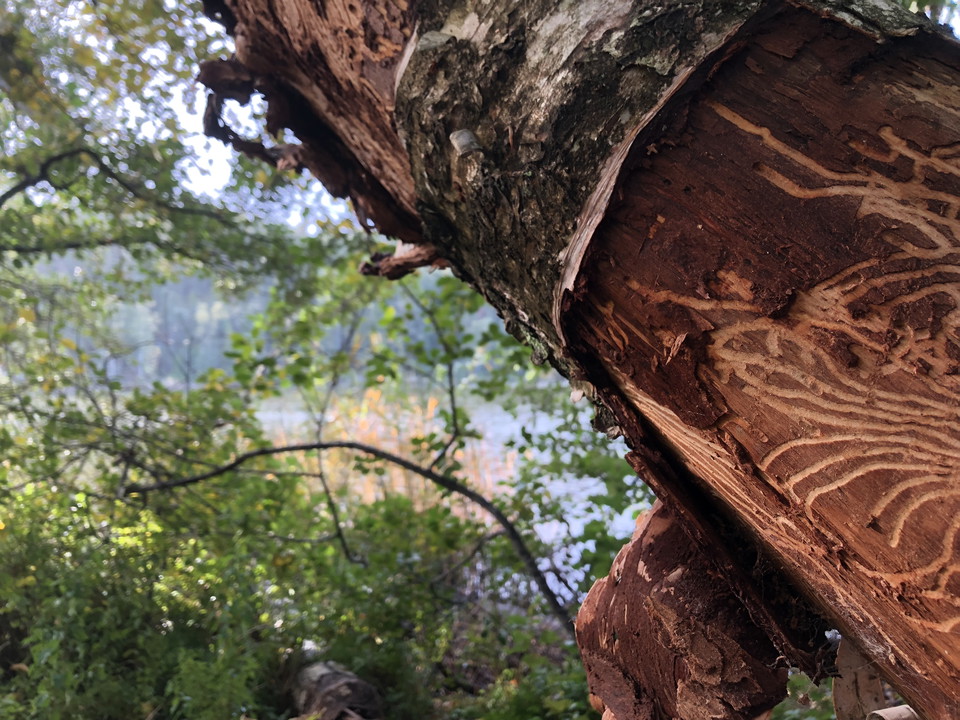 Björk med insektsgångar i ett mönster på stammen.