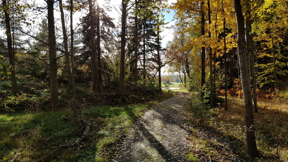 Skogsglänta vid Trolldalen. Foto Lidingö stad