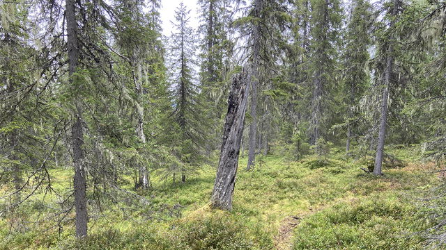 Svartberget