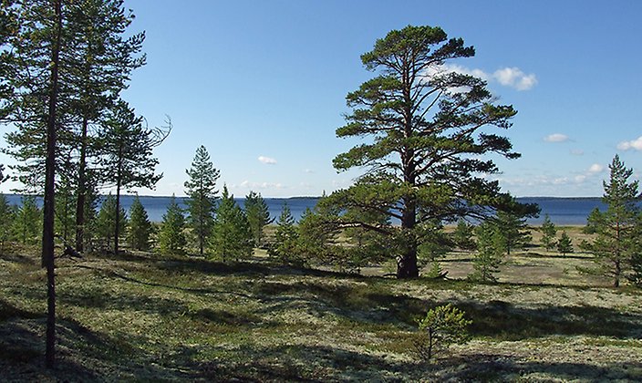 I övergången mellan skog och strand står ståtliga tallar som är flera hundra år gamla. Vågor och vind har skapat ett böljande dynlandskap i ständig förändring. Så småningom kommer troligen nya stränder resa sig ur havet medan tallskogen sluter sig i denna övre del.