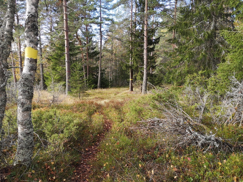 Längs med leden