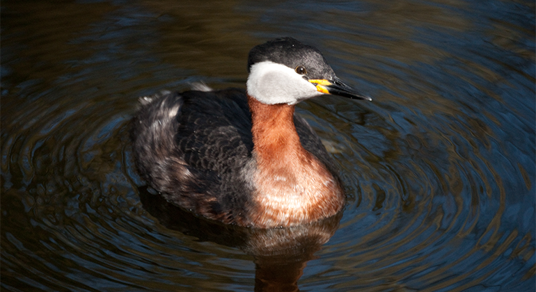 Gråhakedopping.