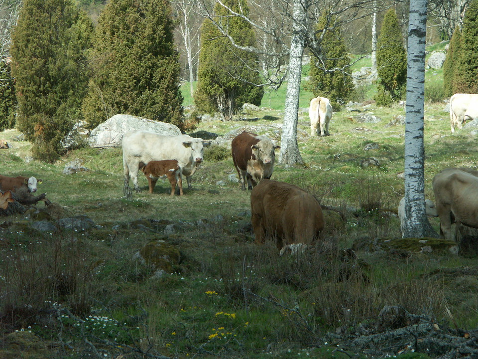 Diande kalv i blommande beteshage med  med björkar och enar