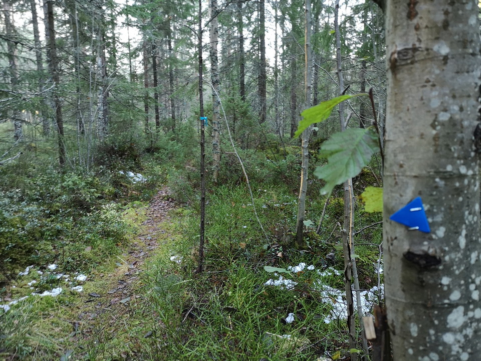Efter en kort sträcka ta till vänster, följ blå snitsel.
