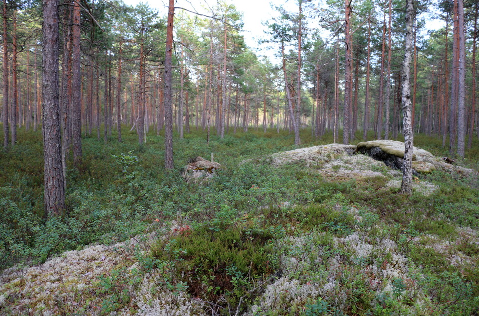 Två små bergsknallar i en myr.