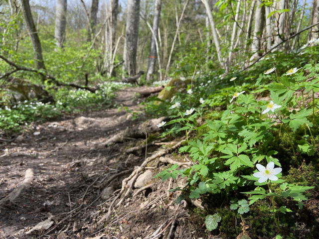 Section 1:2, 5 kilometres