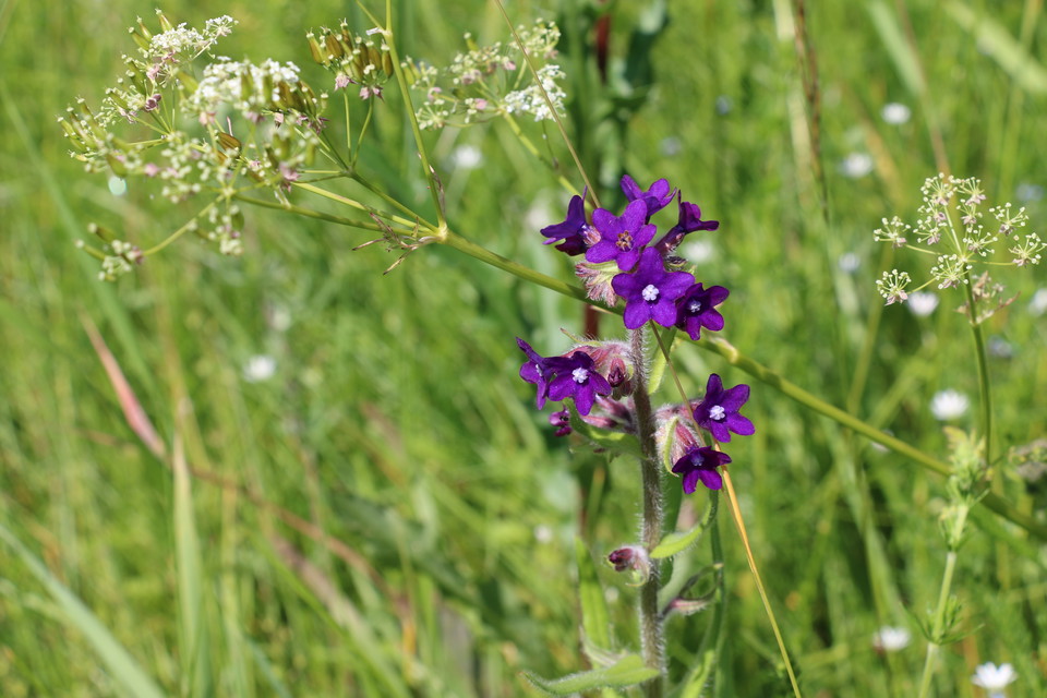 Lila blomma ståtar i gräset.