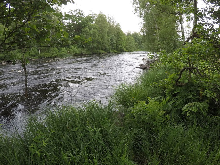 En å med forsande vatten över stenar, omringat av grönska