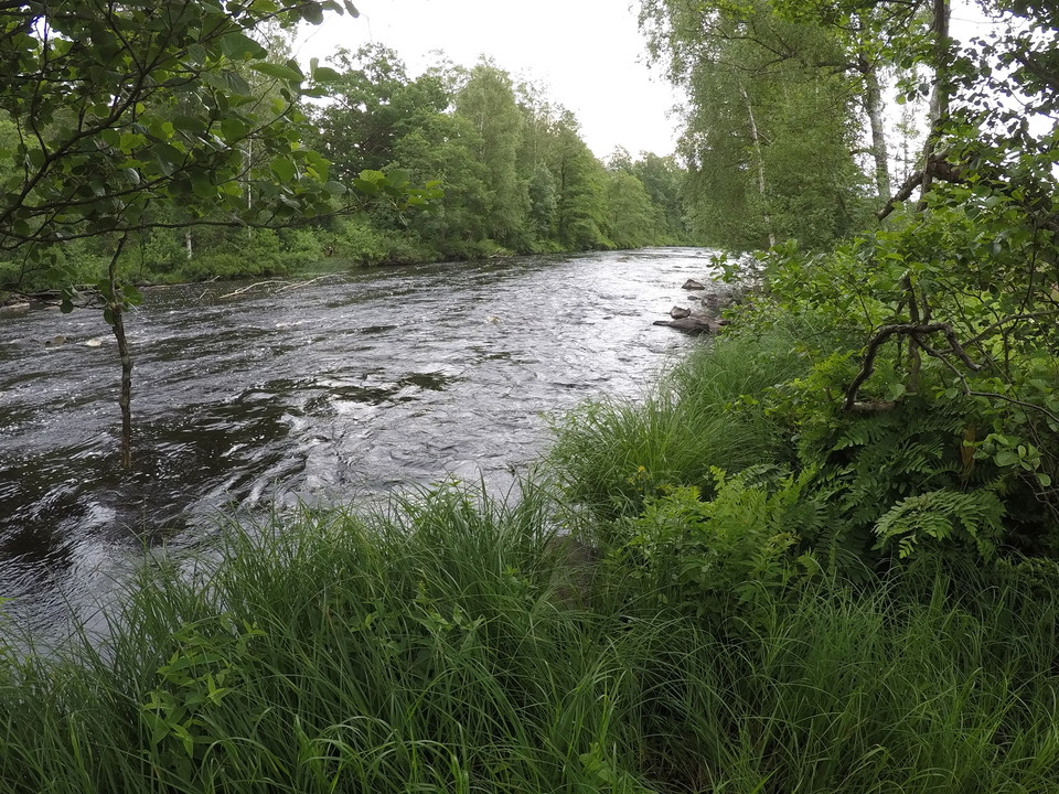 En å med forsande vatten över stenar, omringat av grönska