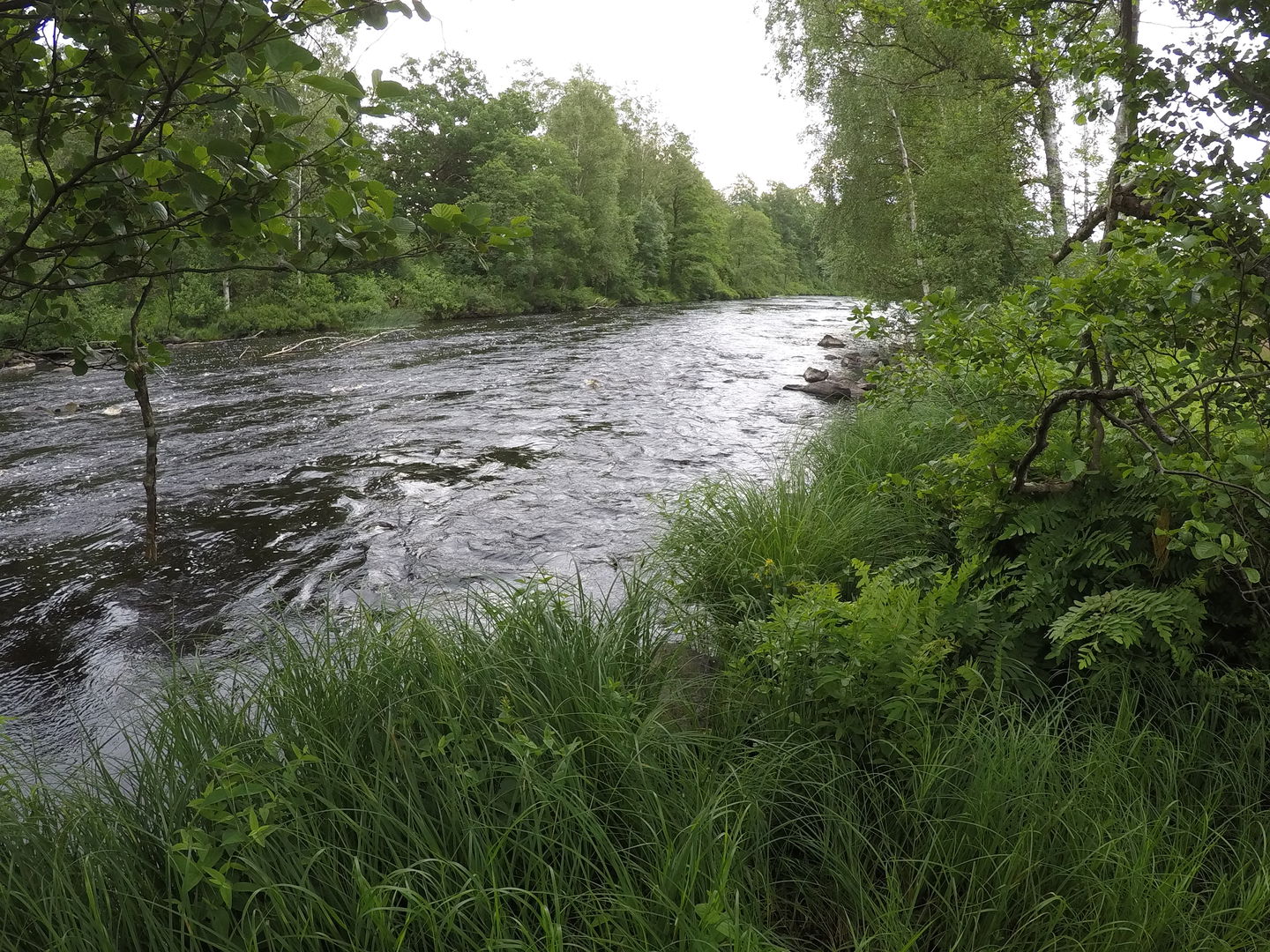 En å med forsande vatten över stenar, omringat av grönska