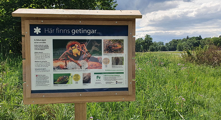 Informationsskylt med bilder och text om getingar.