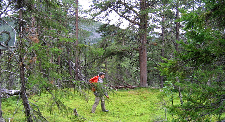 Gammelskog vid Jaurekaska i Ultevis.