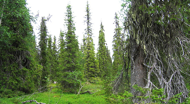 En glänta i en skog med långa, smala granar.