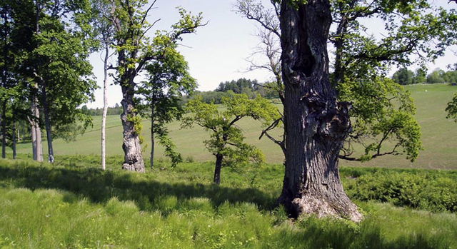 Ekåsen, Naturreservat