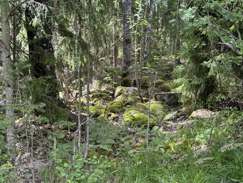 Bild på stenar, mossa och träd