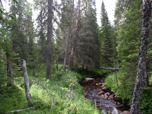 Grundträskån
