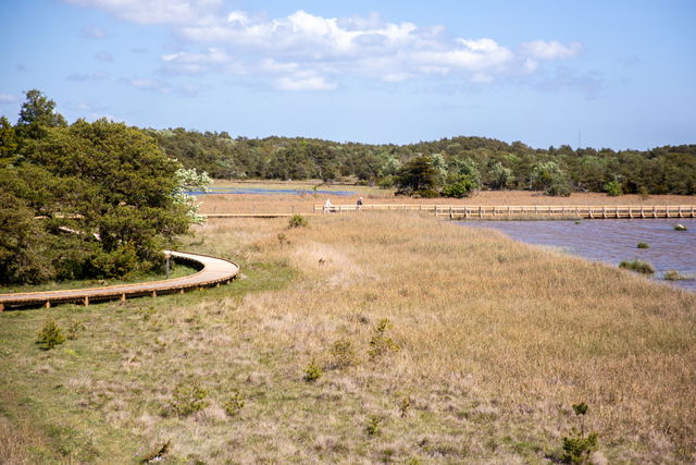 Tillgänlig slinga, Muskmyr