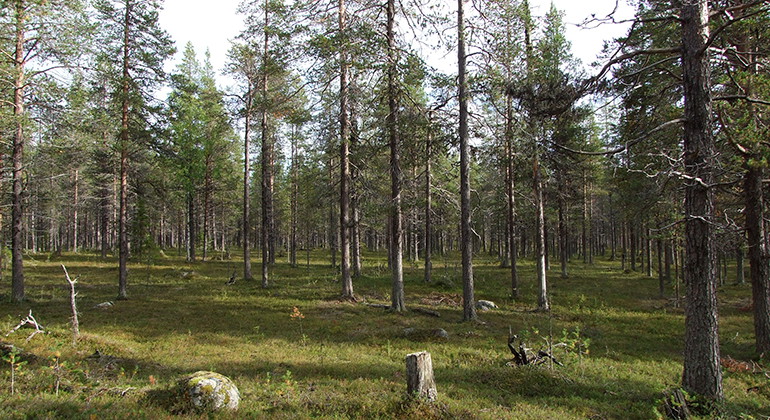 Västra Njaltaheden.