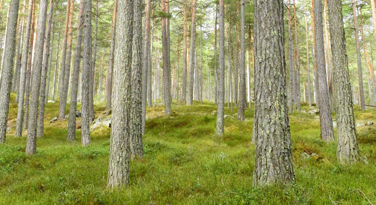 Skogen i Kårarvet ser ganska trivial ut. Men under ytan finns gömda hemligheter. Eller i alla fall spännande mineraler.