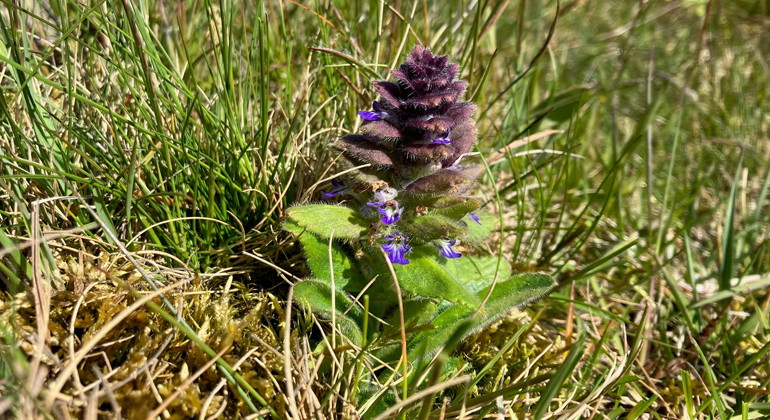 Blåsuga.