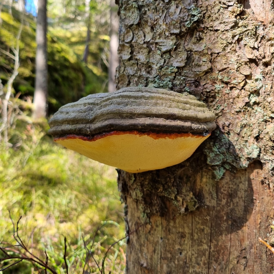 Klibbticka på torrgran.