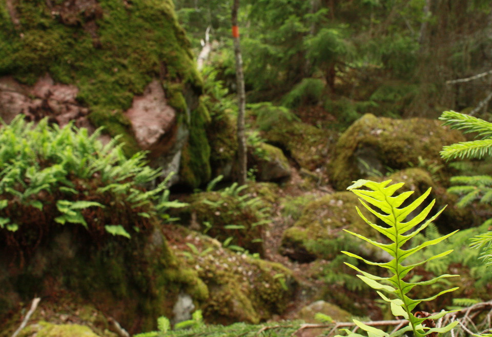 En kuperad, ojämn och mycket stenig vandringled i naturen. På ett träd finns orange ledmarkering och det är gott om ormbunkar på platsen.