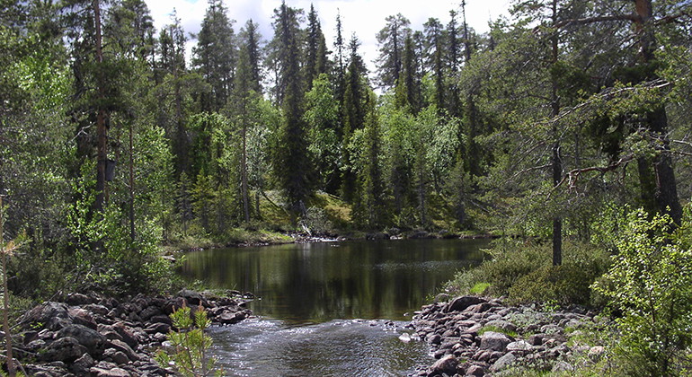 Fettjärn.