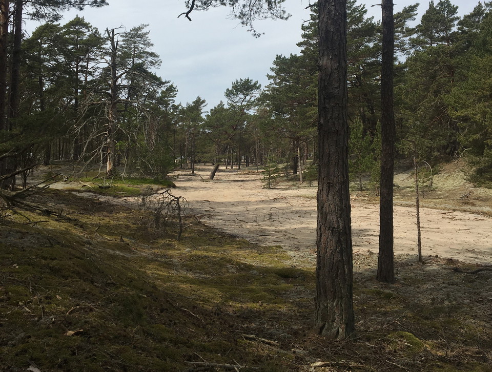 Bar sand i tallskog