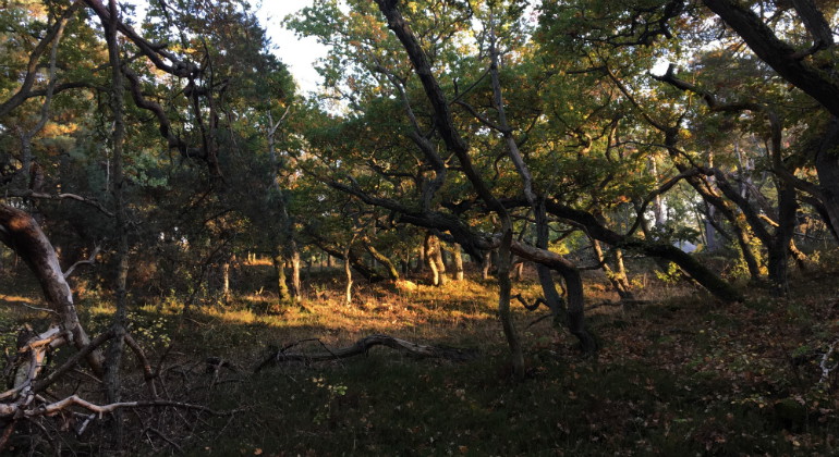 Tallskog