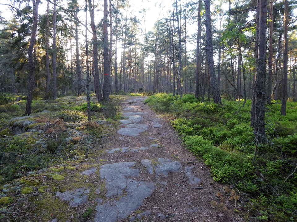 Leden passerar genom hällmarkstallskog
