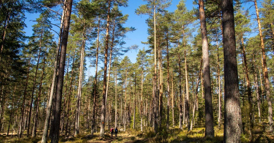 Björkviken runt
Norrköping