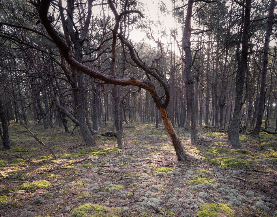 Tallskog i Västra Torsö