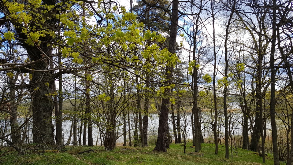 Blommandende lönn vid Hustegaholm. Foto Lidingö stad
