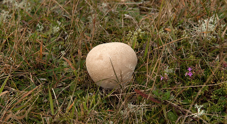 Svampen läderboll.