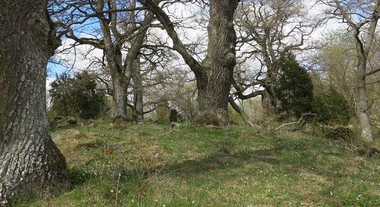 Foto: Martin Lindqvist