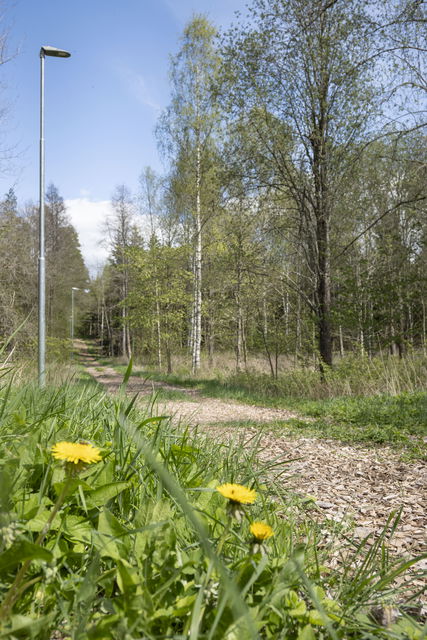 Bred stig belagd med flis i gles lövskog.