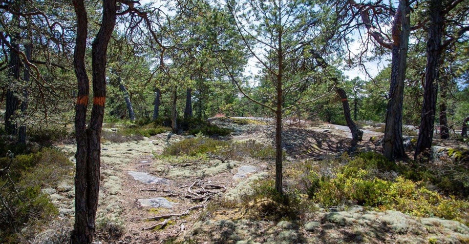 Vandring i skärgårdsnatur.