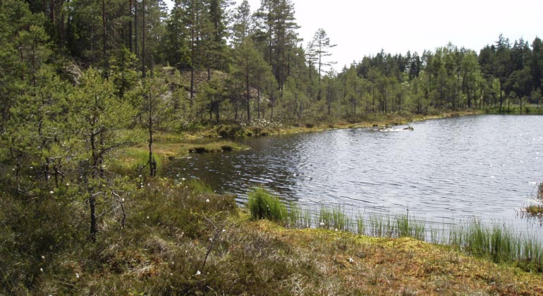 Lomtjärnen, Jätteberget.